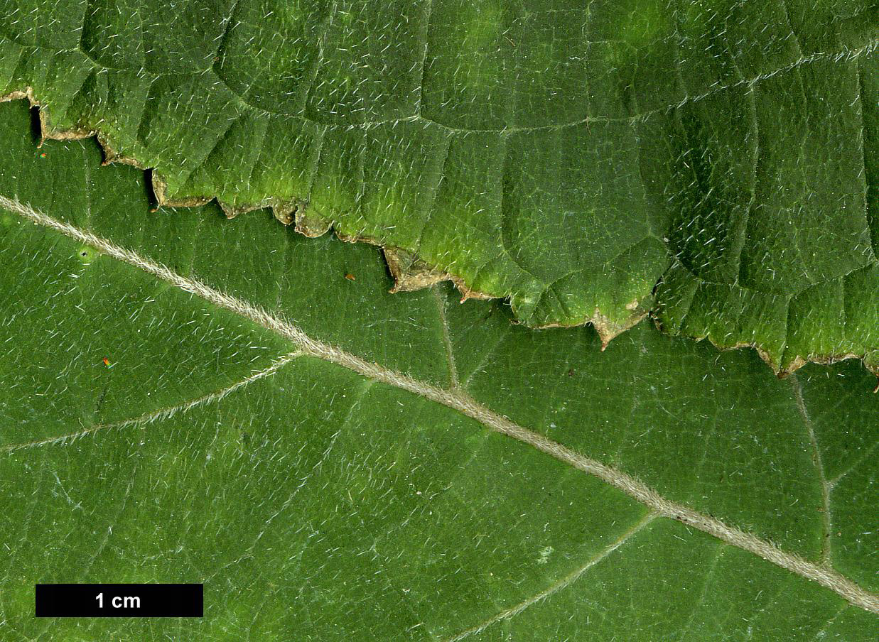 High resolution image: Family: Hydrangeaceae - Genus: Hydrangea - Taxon: longipes - SpeciesSub: var. lanceolata